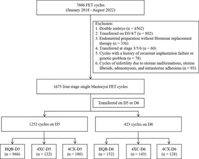 D6 high-quality expanded blastocysts and D5 expanded blastocysts have similar pregnancy and perinatal outcomes following single frozen blastocyst transfer